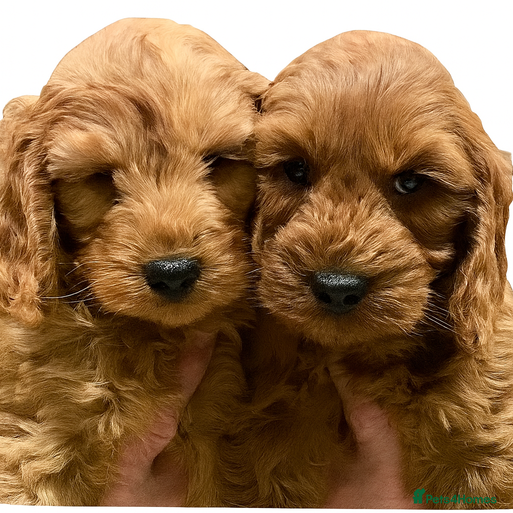 Cockapoo dogs 5* Miniature F1b Cockapoo Puppies - Advert 6