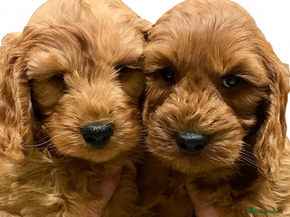 Cockapoo dogs 5* Miniature F1b Cockapoo Puppies - Advert 2