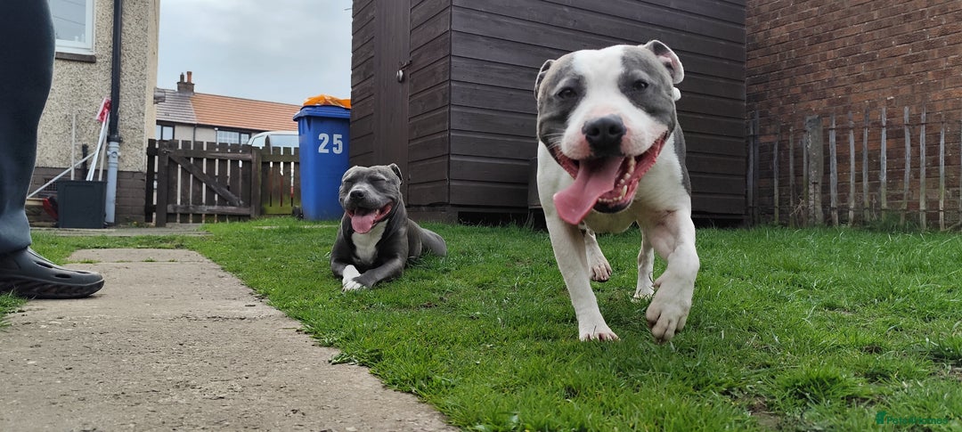 Staffordshire Bull Terrier dogs for sale: Staffordshire bull terrier puppies  - Advert 18