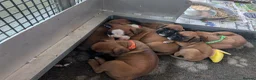 Boxer dogs for sale: Red KC registered boxer puppies  - Advert 1