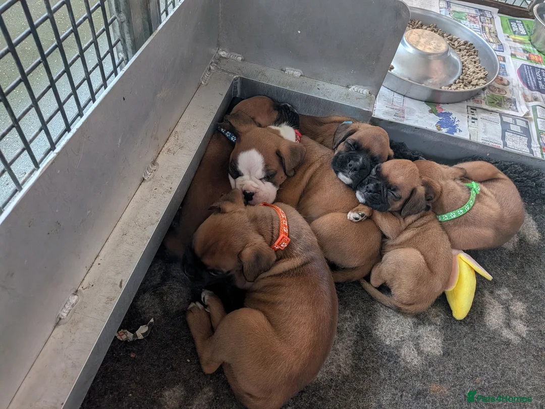 Boxer dogs for sale: Red KC registered boxer puppies  - Advert 1