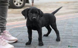 Labrador Retriever dogs for sale: Labrador puppies 2 male black KC reg - Image 12