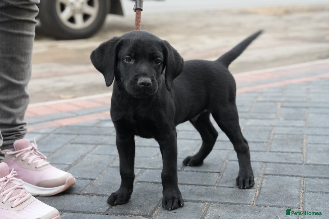 Labrador Retriever dogs for sale: Labrador puppies 2 male black KC reg - Image 12