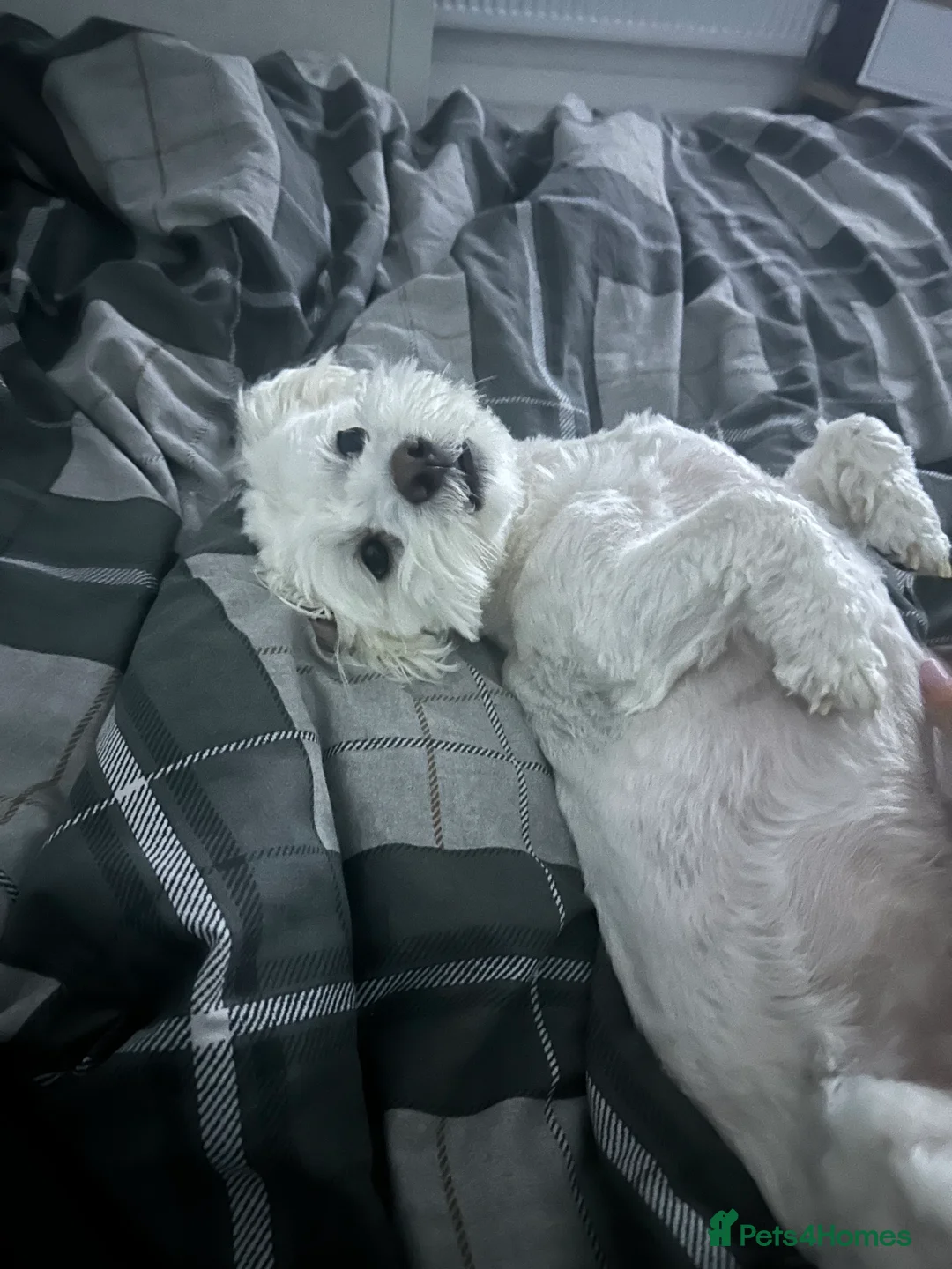 Maltese dogs for sale: Maltese Boy for Sale (4 years old) - Advert 5