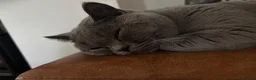 British Shorthair cats for sale: Beautiful confident fluffy British shorthair  - Advert 23