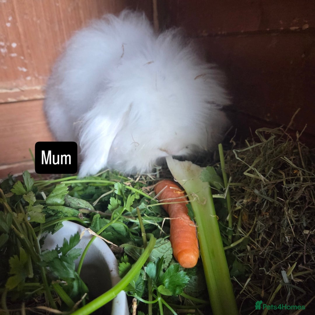 Mini Lion Lop rabbits for sale:  Male teddywidder bunnies  - Advert 23