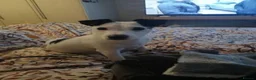 Jack Chi dogs for sale: Lucky in Swindon - Advert 1