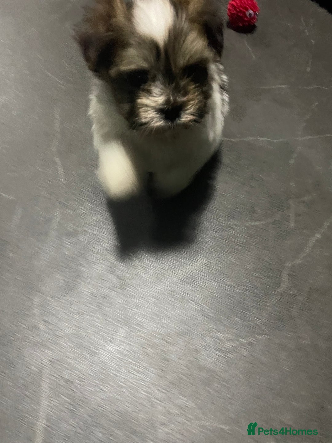 Shih Tzu dogs for sale: Beautiful  **  tiny Shihtzu male  - Advert 4