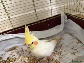 Cockatiels birds cocotail - Advert 1