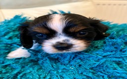 Cavalier King Charles Spaniel dogs for sale: Cavalier King Charles carries of Chocolate Gene - Advert 8