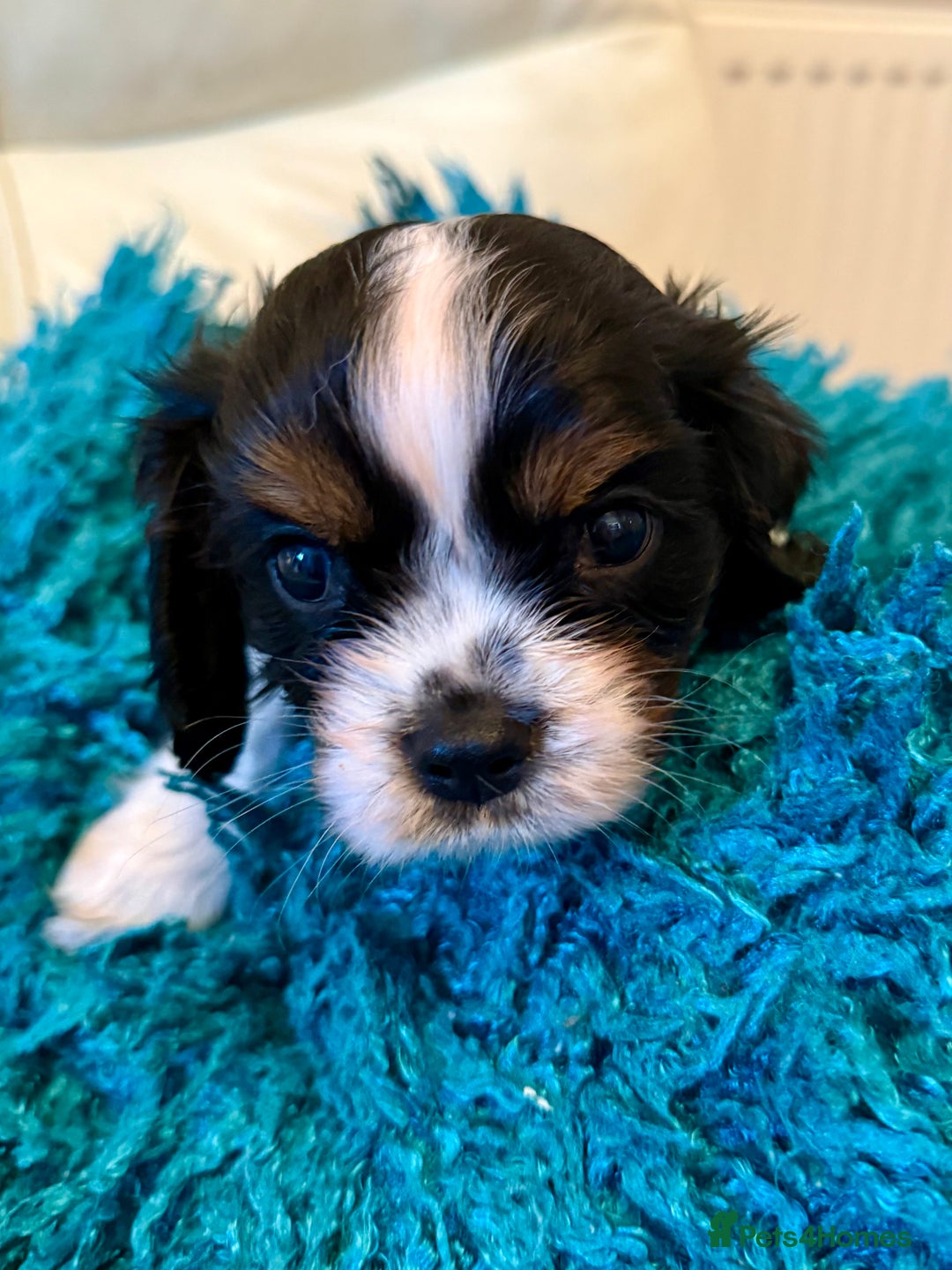 Cavalier King Charles Spaniel dogs for sale: Cavalier King Charles carries of Chocolate Gene - Advert 8