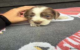 Cocker Spaniel dogs for sale: Cocker puppy 1 bitch left 3 boys  - Image 17