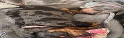 Dachshund dogs for sale: Tri silver dapple dachshunds ❤️ - Advert 10