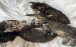 Ragdoll cats for sale: Adorable Ragdoll–Bombay Kittens - Image 10