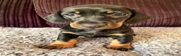 Dachshund dogs for sale: Beautiful Standard Dachshund Puppies  in Tadley - Advert 6