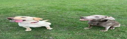 Labrador Retriever dogs for stud: STUNNING SILVER LABRADOR AVAILABLE FOR STUD in Sheffield - Advert 12