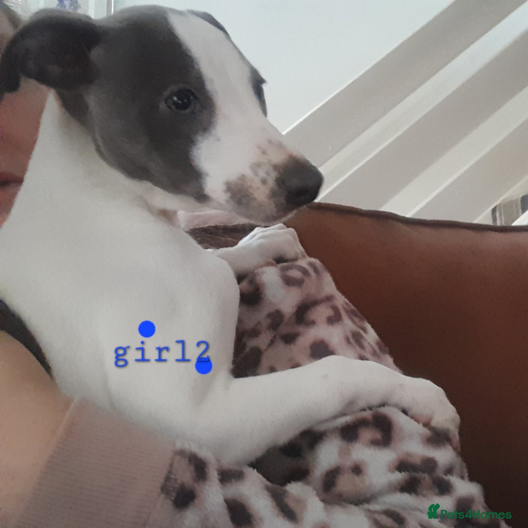 Whippet dogs for sale: Beautiful whippet puppies  - Advert 10