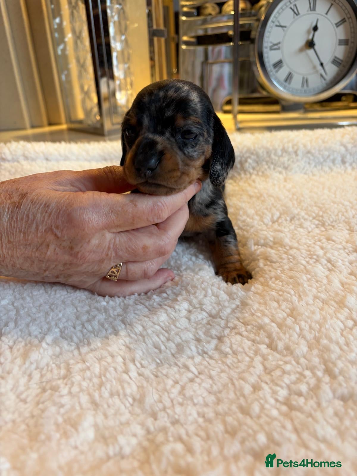 Miniature Dachshund dogs Rainbow minture dacshund babies  - Advert 3