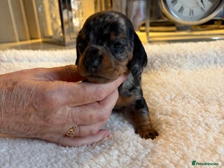 Miniature Dachshund dogs Rainbow minture dacshund babies - Advert 6