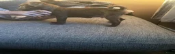 Patterdale Terrier dogs for sale: Patterdale terrier pups  - Advert 6
