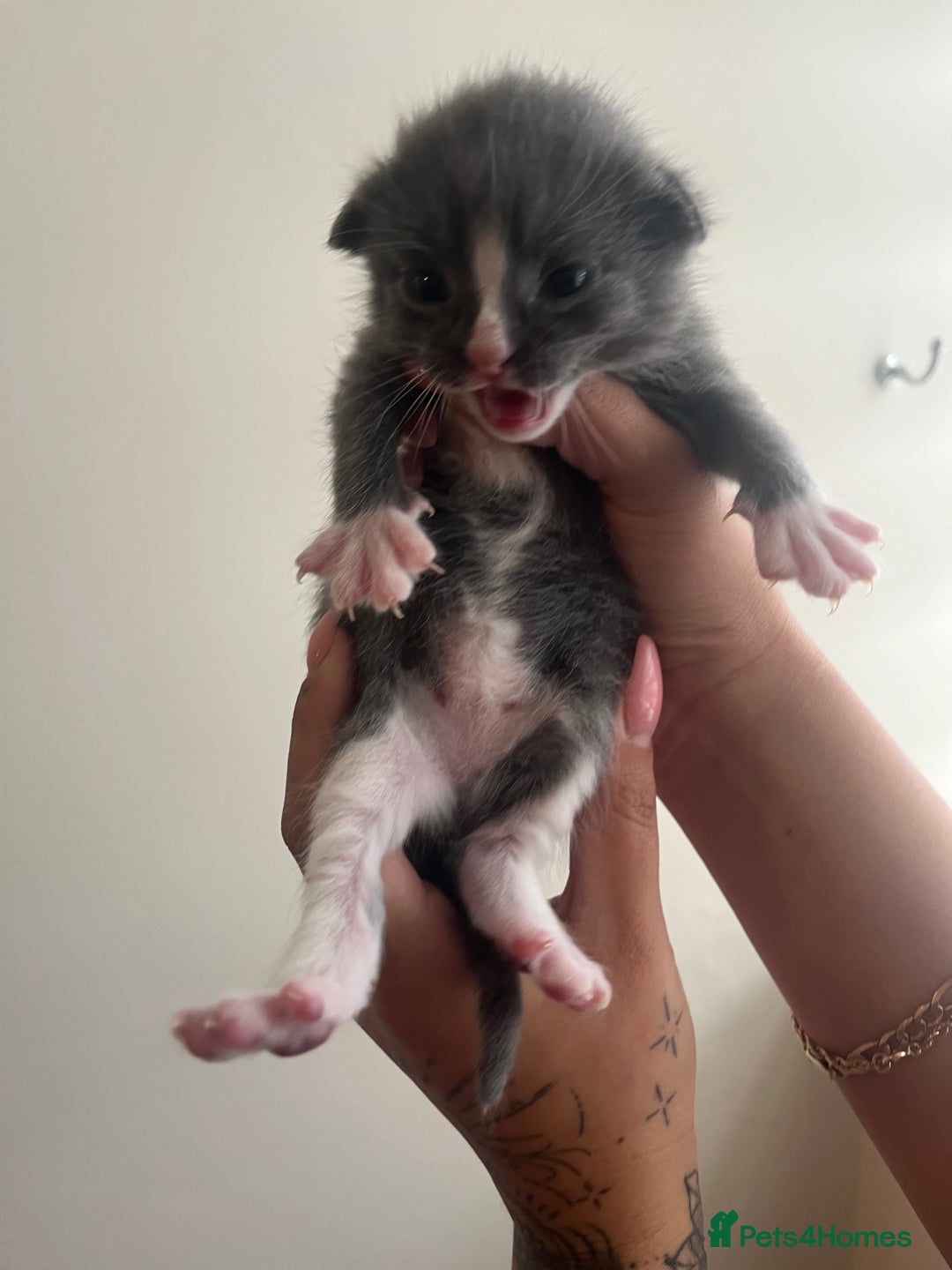 Domestic Shorthair cats for sale: Three domestic shorthair for sale  - Image 4