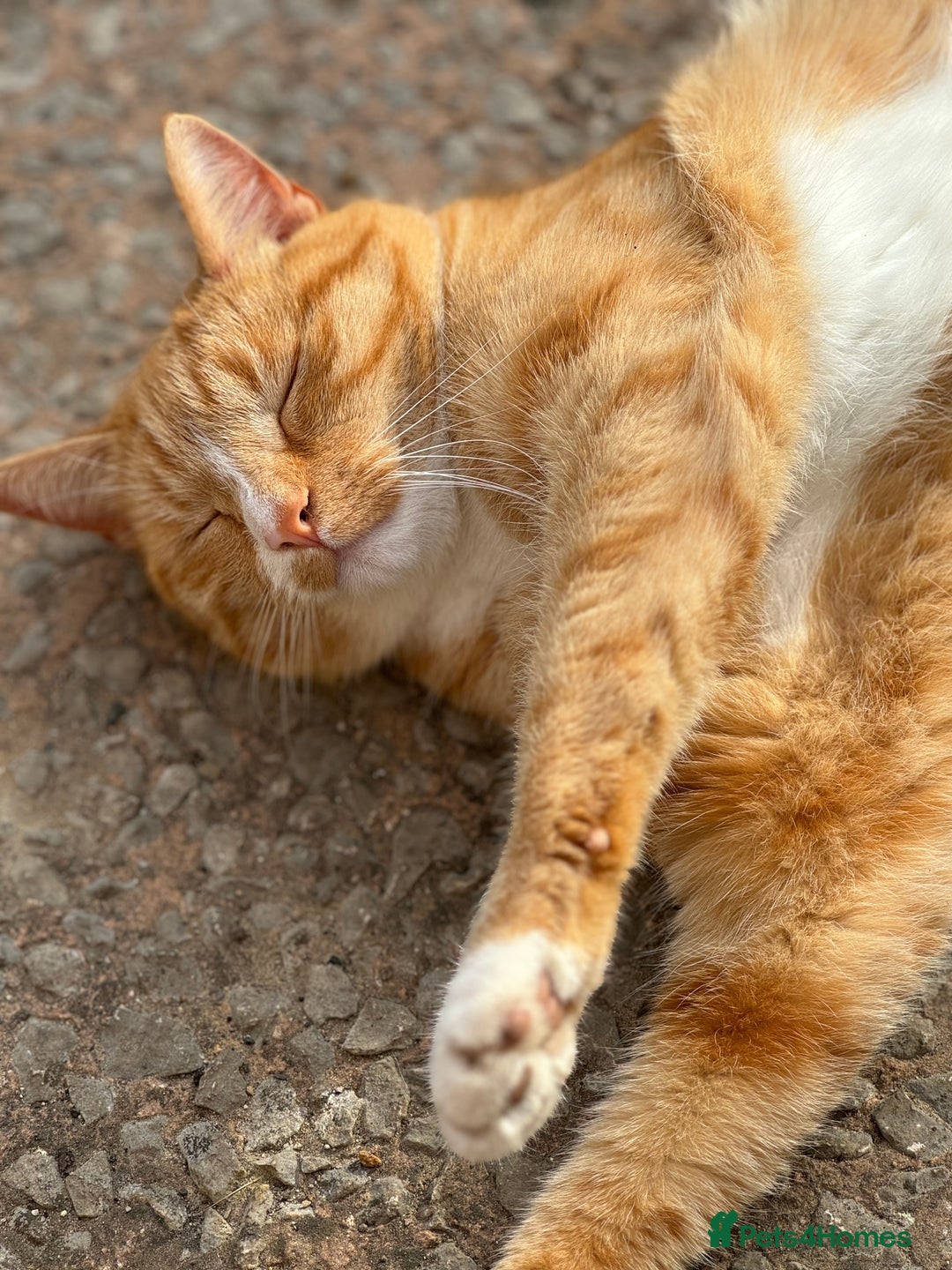 British Shorthair cats for sale: Neutered male - Advert 3