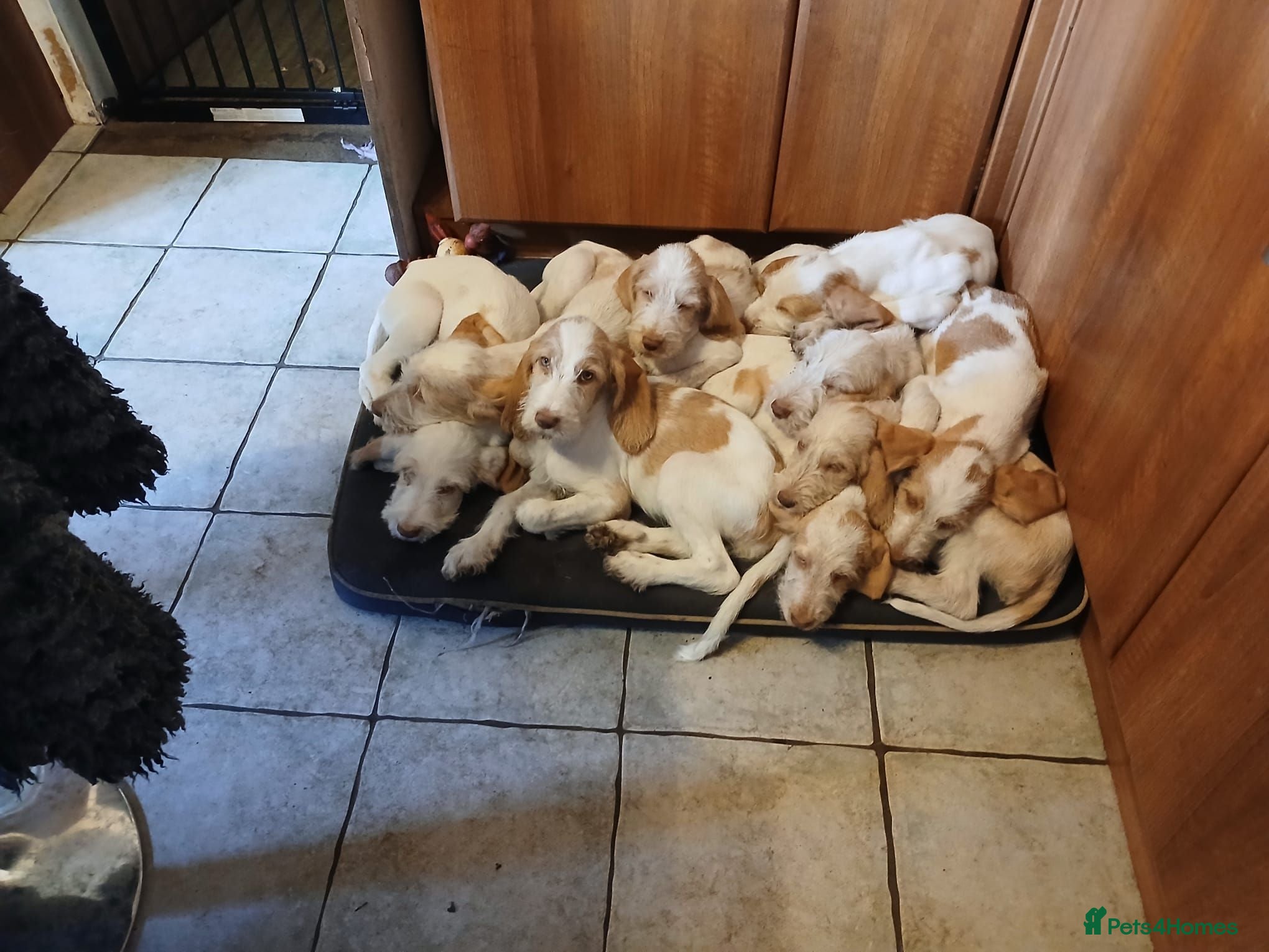 Italian Spinone dogs Italian Spinone Pups - Advert 1
