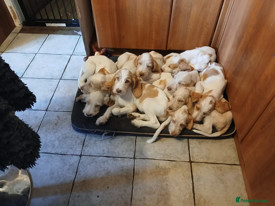 Italian Spinone dogs for sale: Italian Spinone Pups - Advert 1