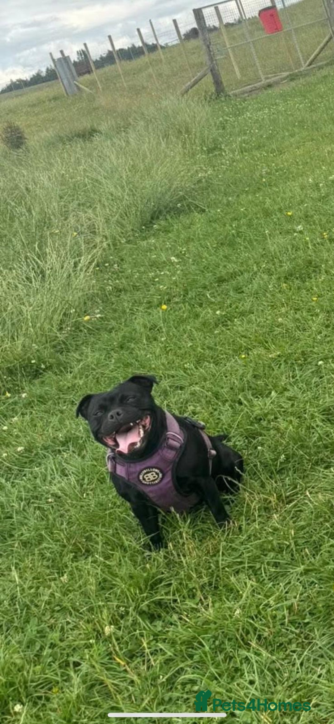 Staffordshire Bull Terrier dogs for sale: Unreal black Staffordshire bull terrier pups avail - Advert 11