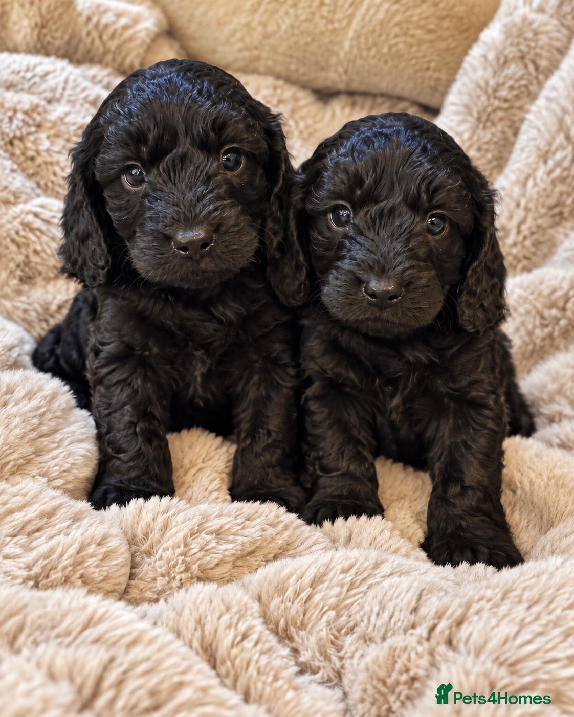 Cavapoo dogs Stunning coloured F1 Cavapoo Boys  - Advert 1