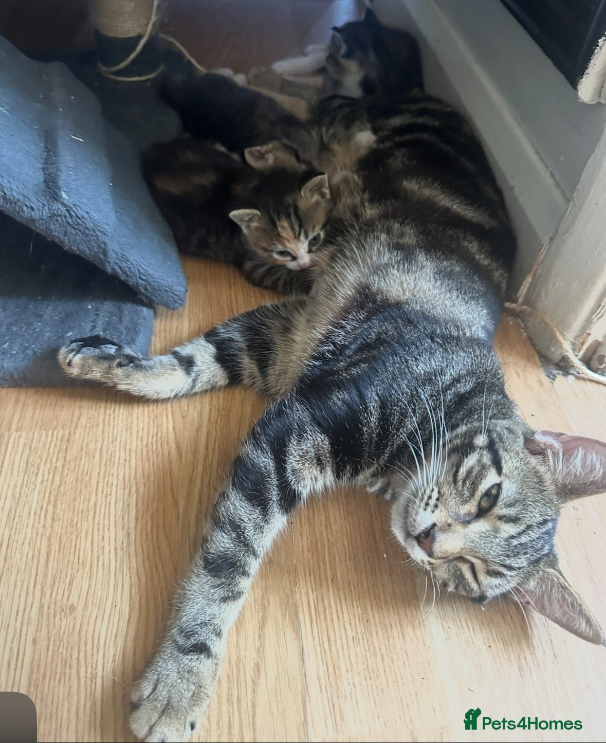 Mixed Breed cats 2 kittens for sale £50 - Advert 4