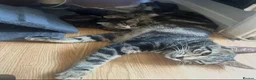 Mixed Breed cats for sale: 2 kittens for sale £50 - Advert 1