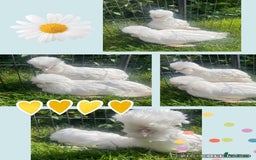 Chickens poultry for sale: Speckled Sussex Bantam - Image 5