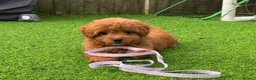 Cavapoo dogs for sale: F1b Cavapoo 10 weeks old - Advert 1