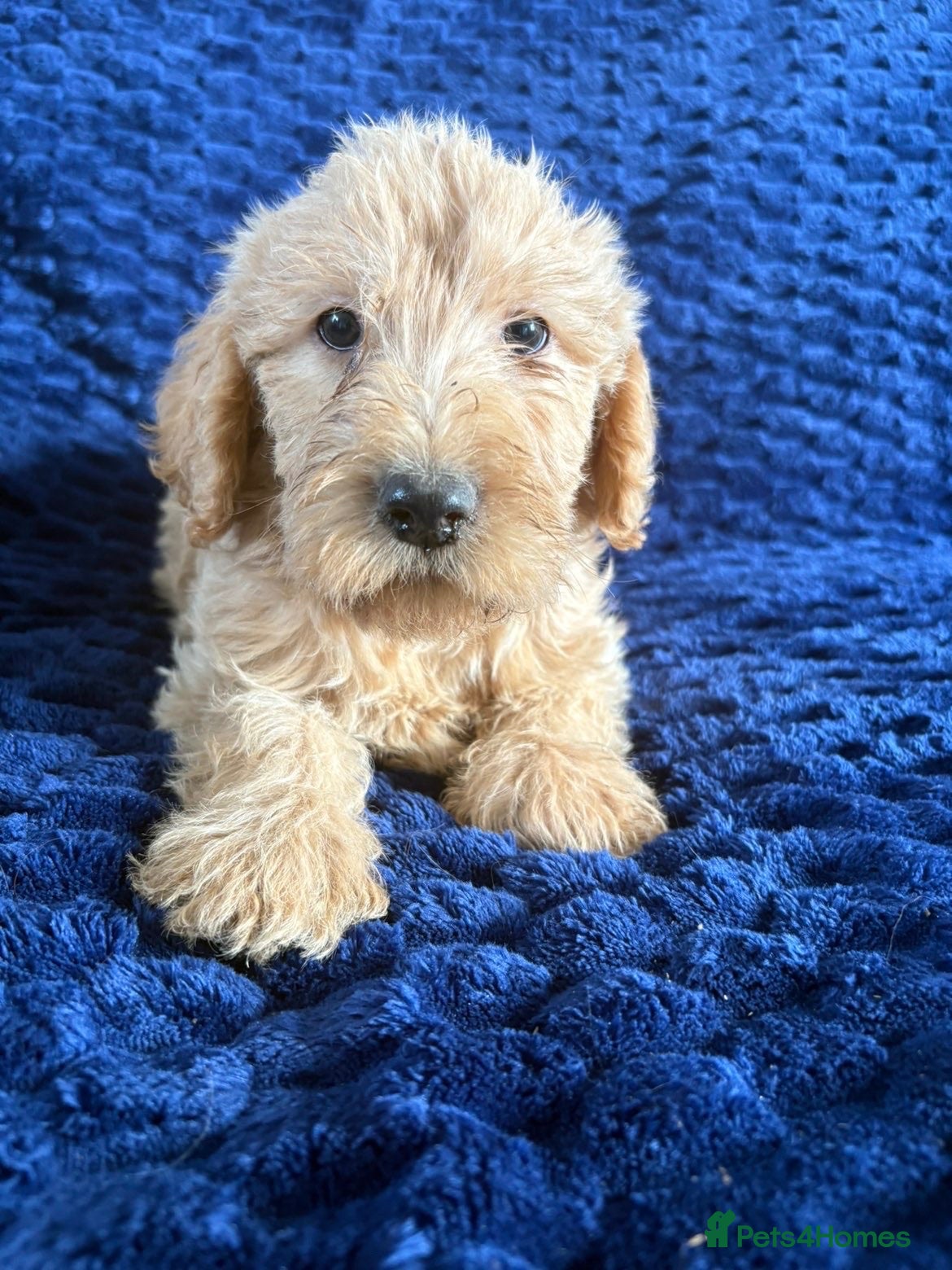 Labradoodle dogs Ready Soon! Beautiful F1b Labradoodles  - Advert 2
