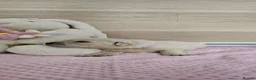 Golden Retriever dogs for sale: KC Registered Showline Golden Retriever Puppies - Advert 12