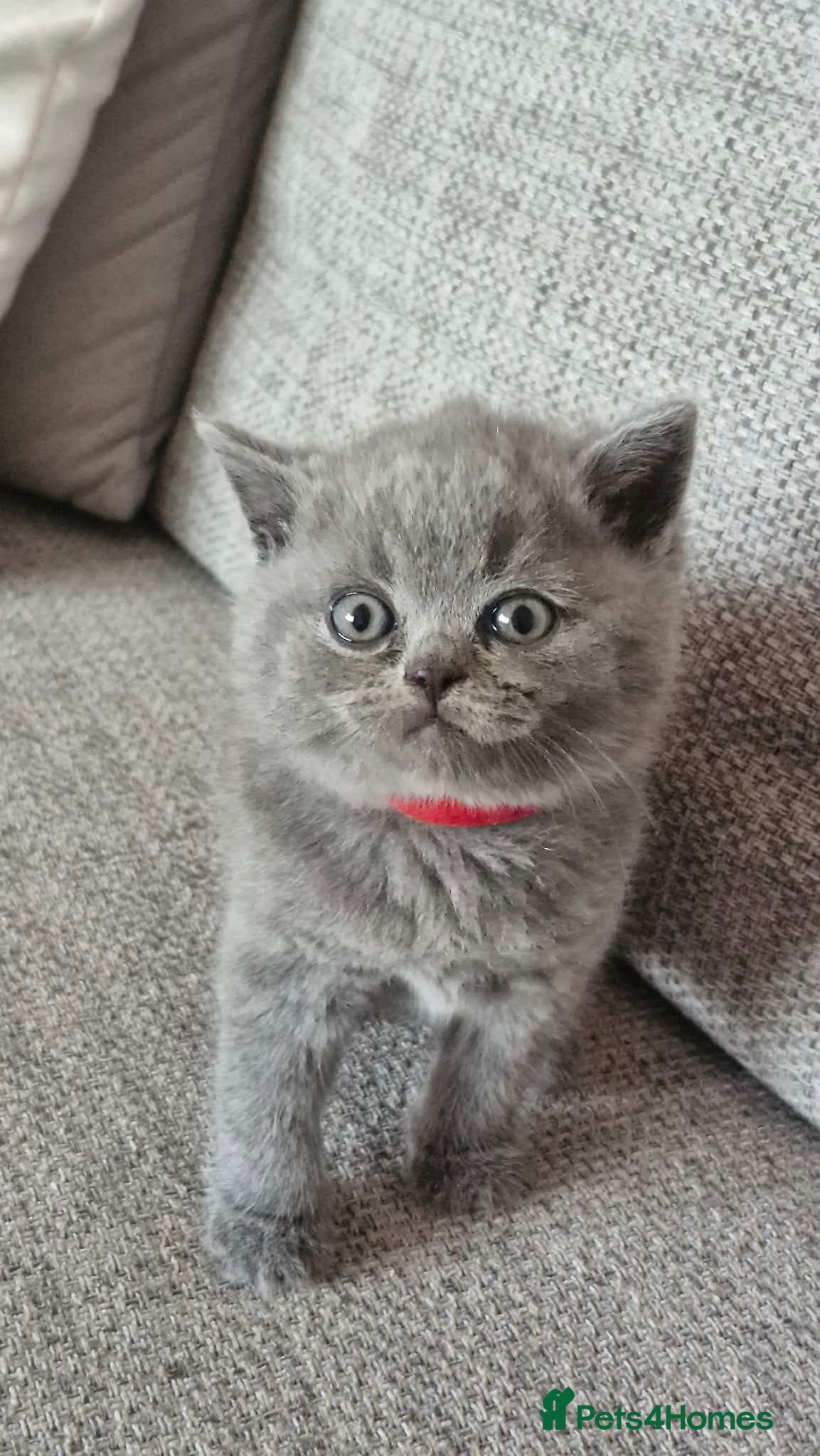 British Shorthair cats Beautiful British Blue kittens  - Advert 2