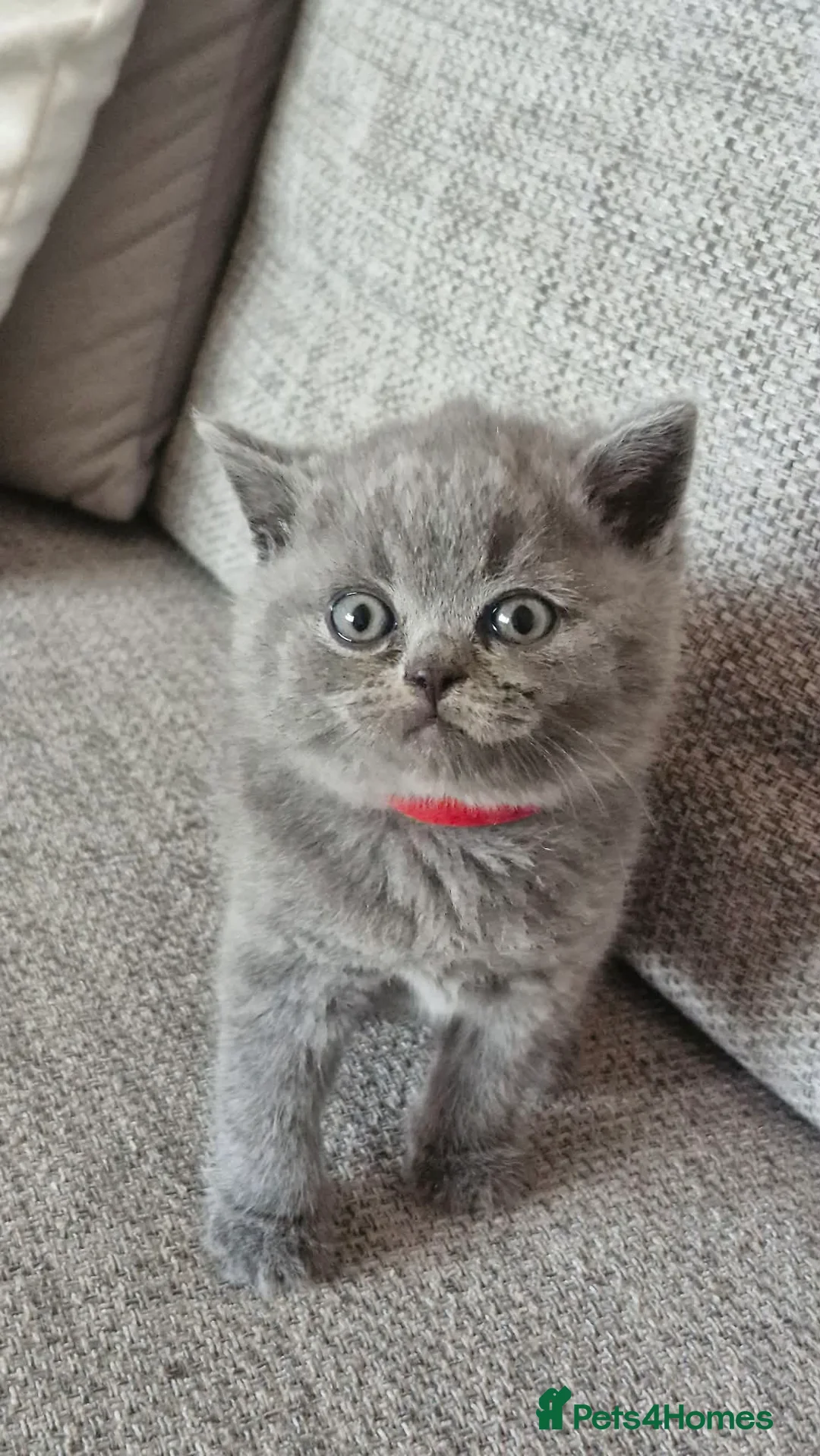 British Shorthair cats for sale: Beautiful British Blue kittens  - Advert 2