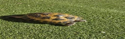 Tortoise reptiles for sale: Russian Tortoise + Enclosure in Nottingham - Advert 2