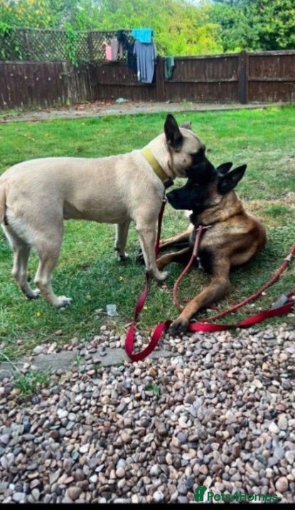 Mixed Breed dogs German Shepard cross Belgium malli - Advert 1