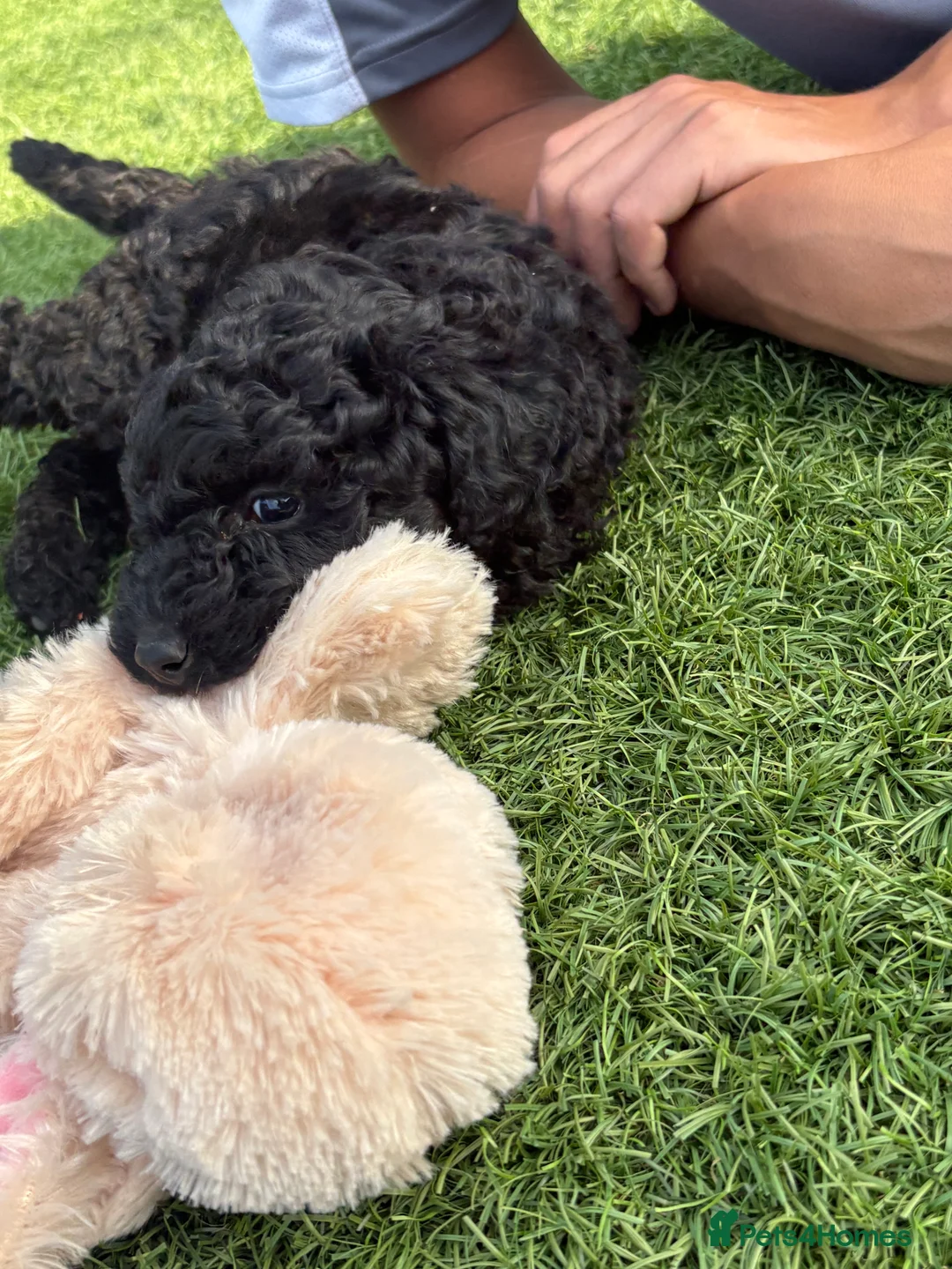 Mixed Breed dogs for sale: Beautiful toy x miniature poodles for sale 💙🩷💙 in Slough - Advert 9