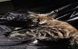 Mixed Breed cats for sale: Beautiful kittens for sale - Advert 10