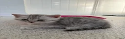 British Shorthair cats for sale: Silver Tabby British Shorthair male kittens in Brentwood - Advert 12