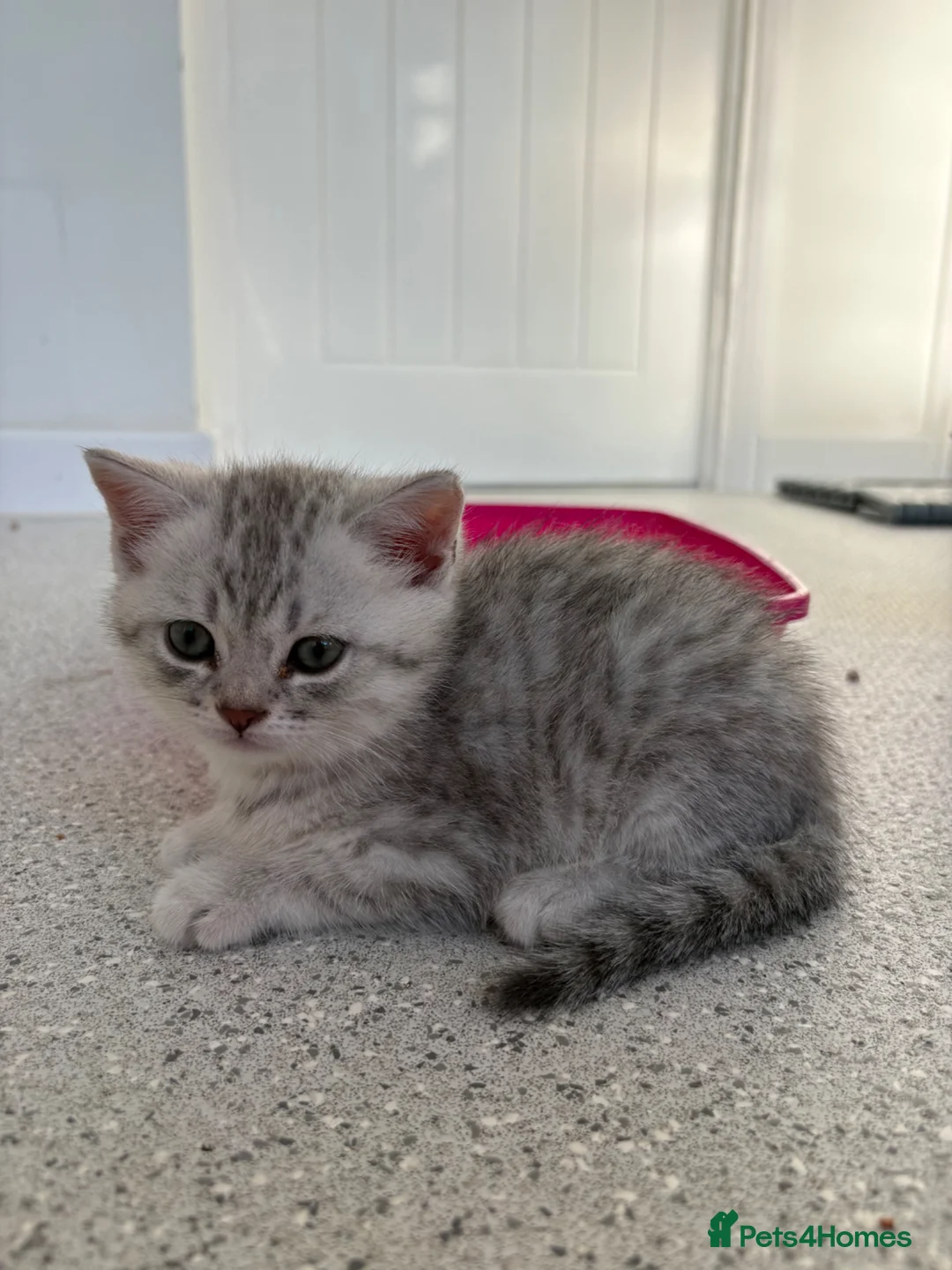 British Shorthair cats for sale: Silver Tabby British Shorthair male kittens in Brentwood - Advert 12