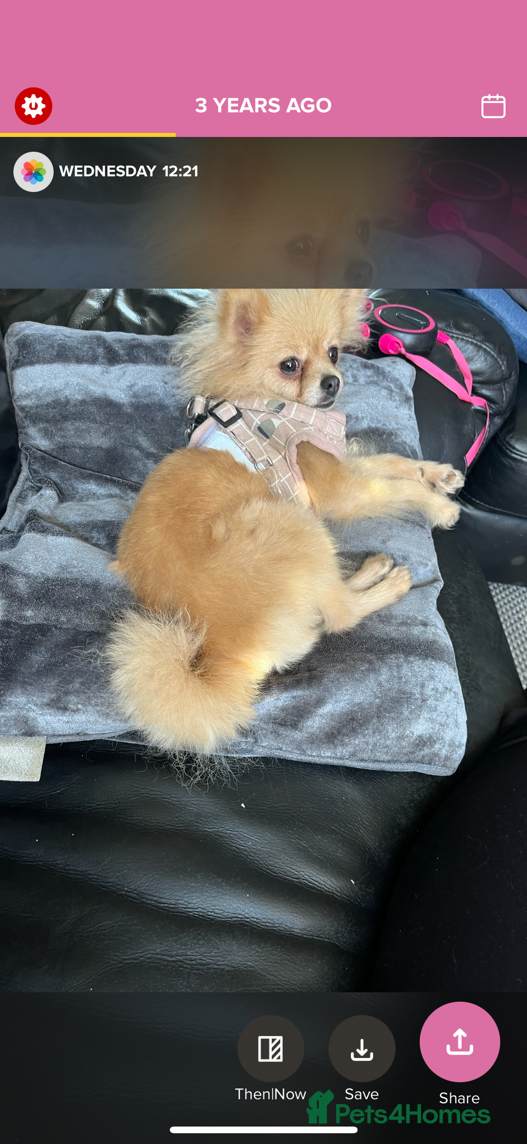 Pomeranian dogs for sale: Pominarion  - Image 4