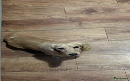 Miniature Dachshund dogs for stud: Long coat cream stud - Image 5