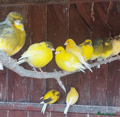 Canaries birds - Advert 1