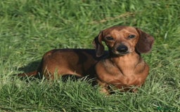 Miniature Dachshund dogs for stud: Kc reg pra clear shaded red mini smooth  - Advert 3