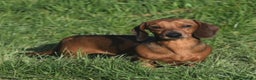 Miniature Dachshund dogs for stud: Kc reg pra clear shaded red mini smooth  - Advert 4