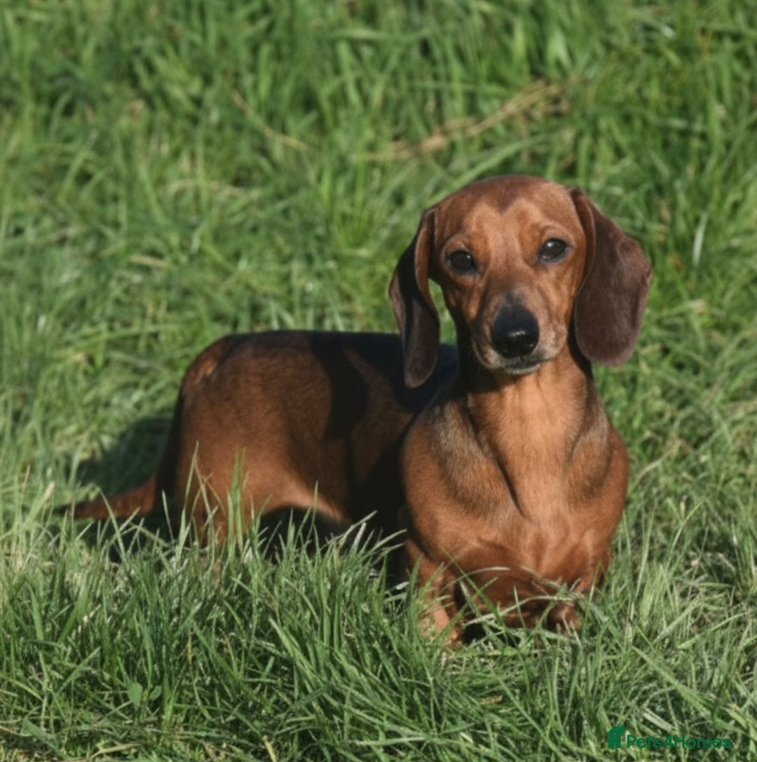 Miniature Dachshund dogs for stud: Kc reg pra clear shaded red mini smooth  - Advert 3